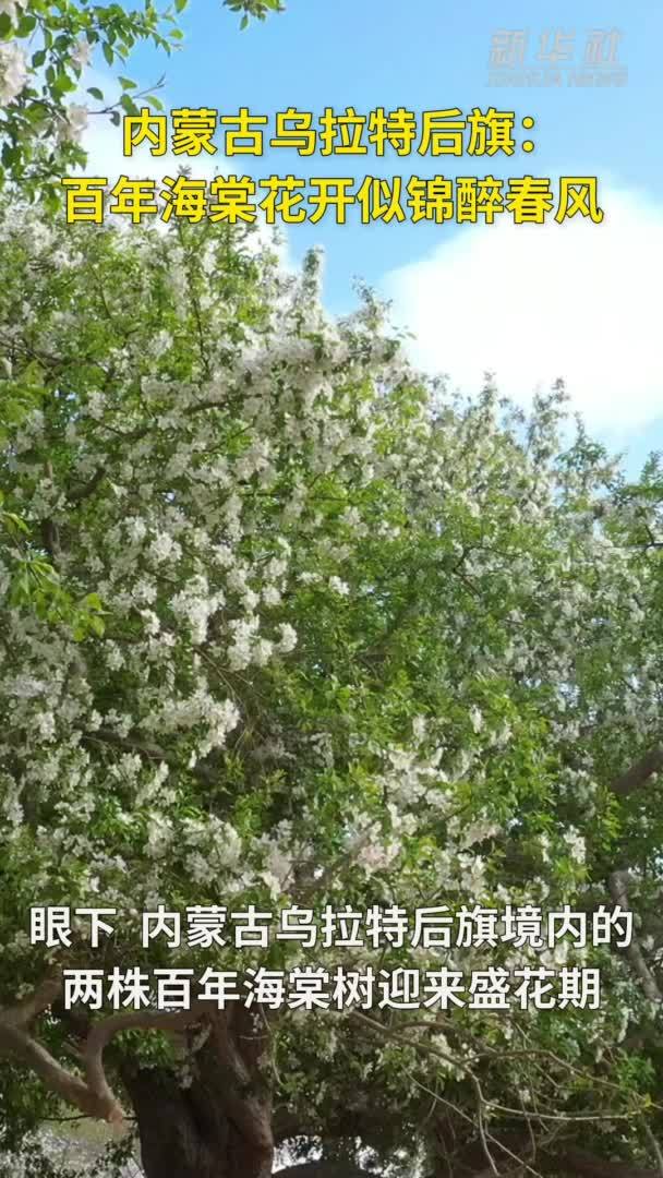 内蒙古乌拉特后旗：百年海棠花开似锦醉春风