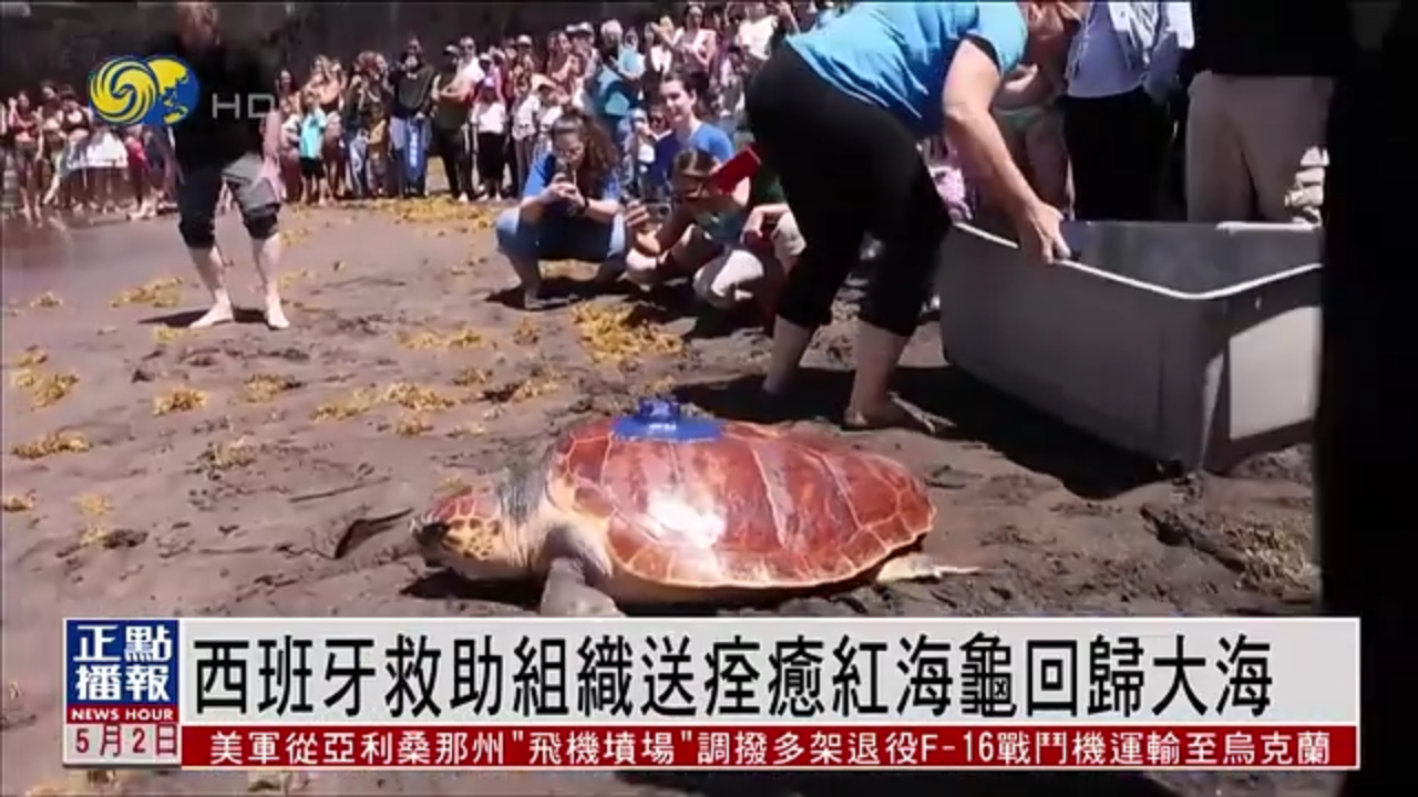 西班牙救助组织送痊愈红海龟回归大海