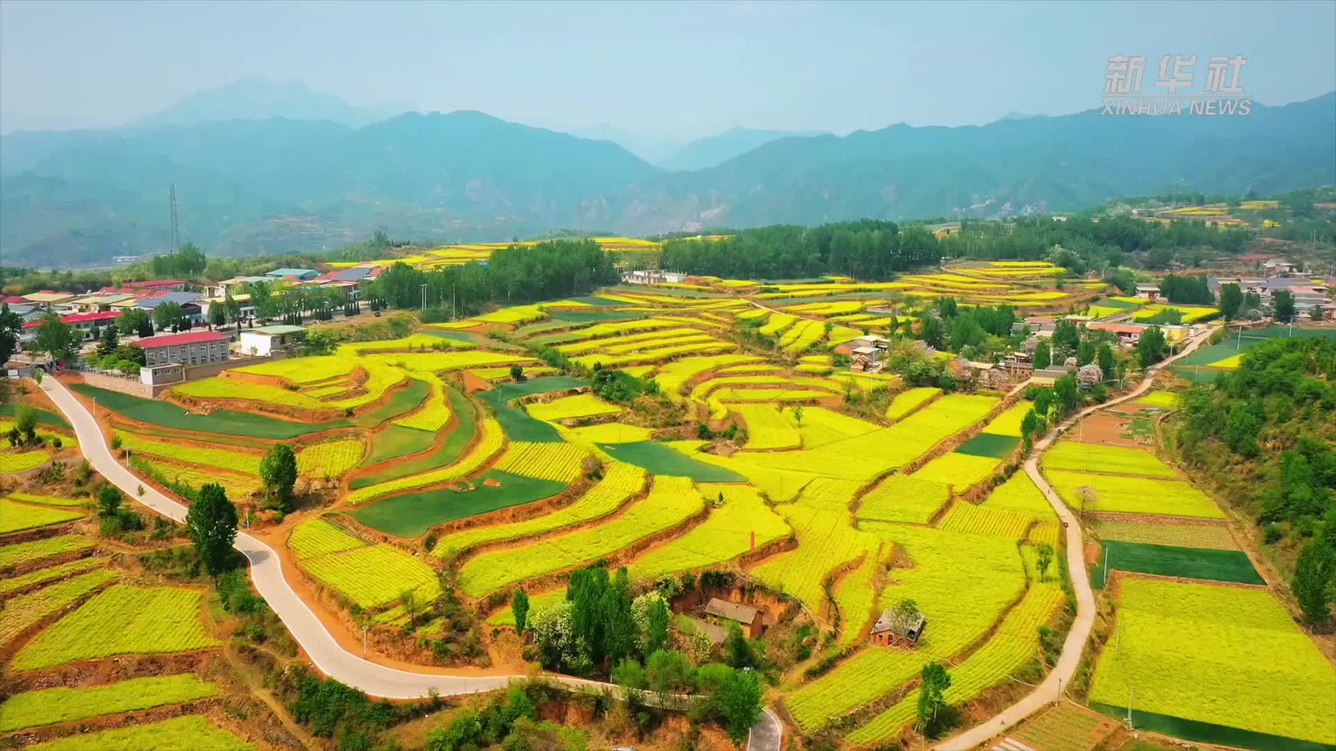 千城胜景｜王屋山下金浪涌 一骑春风入画中