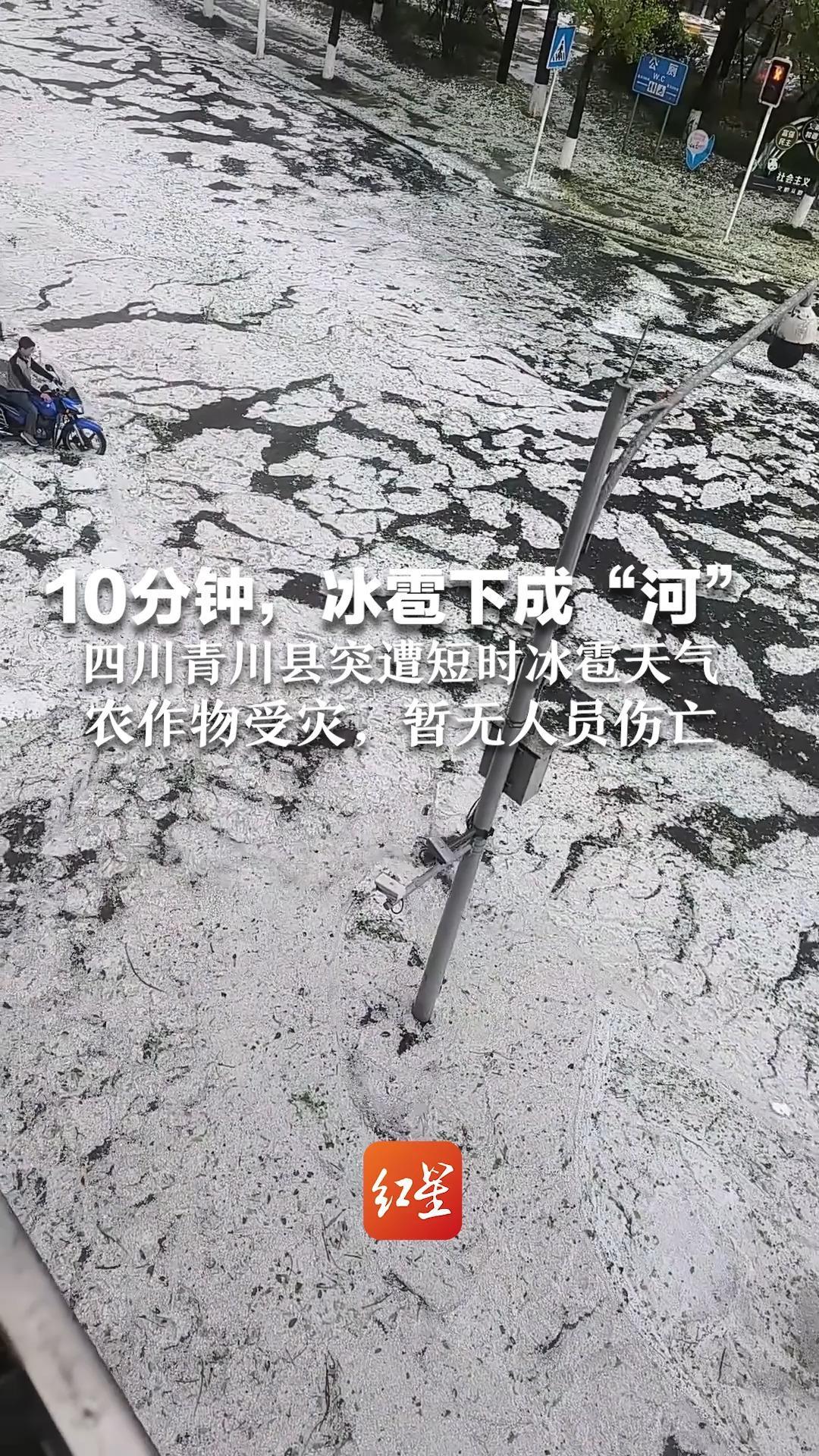 10分钟，冰雹下成“河” 青川县突遭短时冰雹天气 农作物受灾，暂无人员伤亡