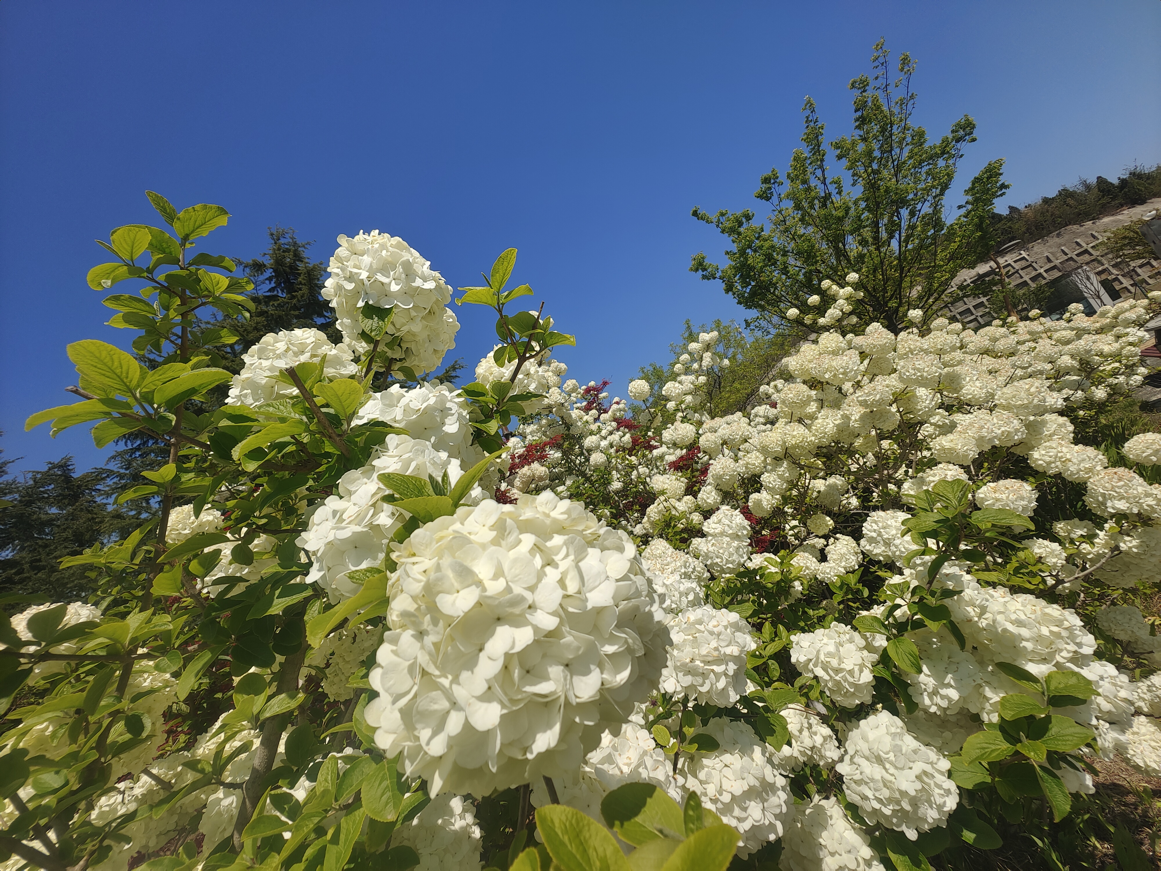 “五一”假期青岛世博园“趣”玩指南！ 绝美芝樱花海+萌宠互动+植物探秘…即刻出发！
