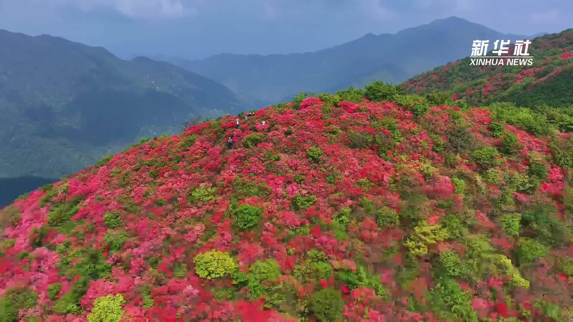 徽州山巅杜鹃红
