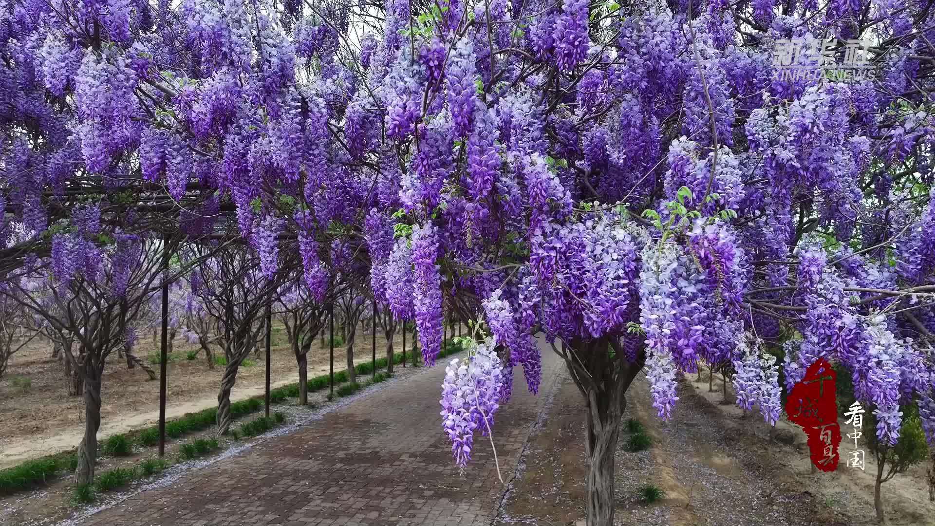 千城百县看中国｜山东广饶：紫藤花开游人醉
