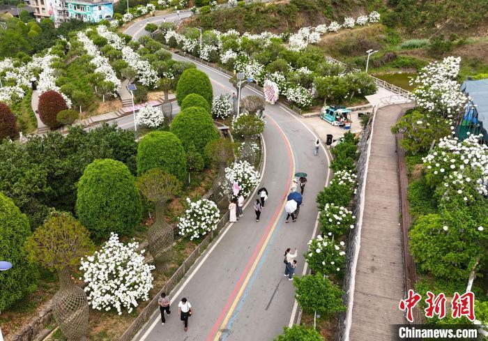 图为在广丰区大南镇辰耀中华木绣球博览园内打卡拍照的市民游客。　熊锦阳 摄