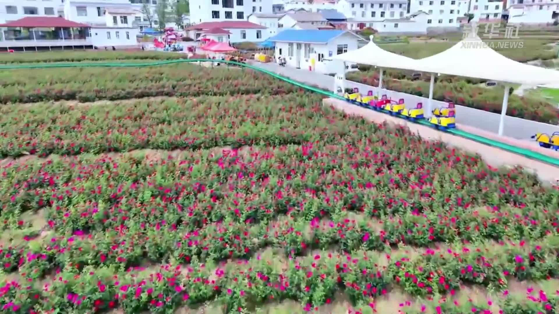 云南曲靖：玫瑰花田绽放“美丽经济”