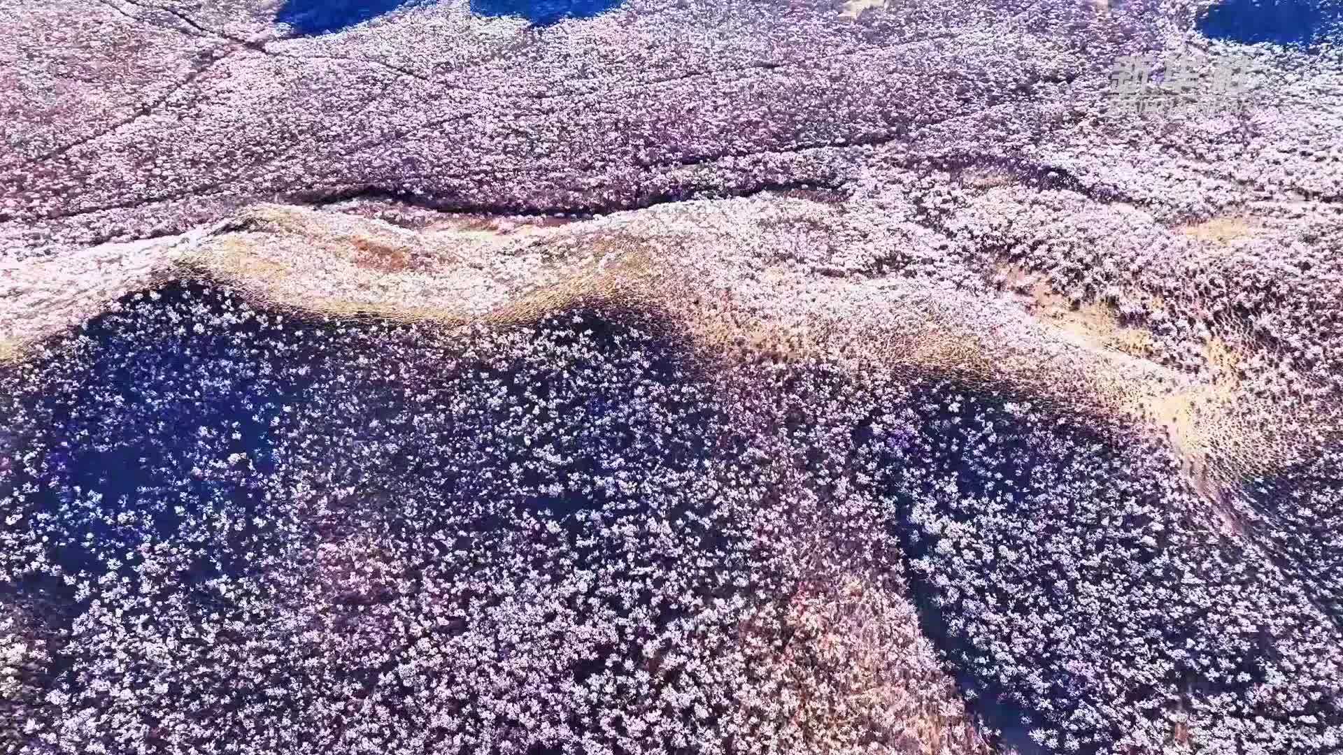瞰中国｜万亩杏潮醉北疆