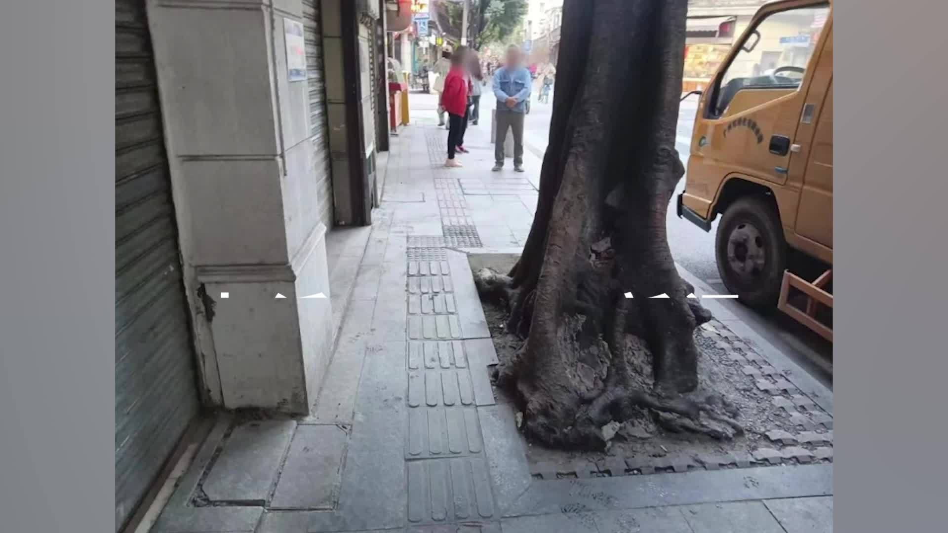 市民称60多年榕树影响出行和房屋安全，起诉砍伐或迁移被驳回，法院：已排查隐患并处理