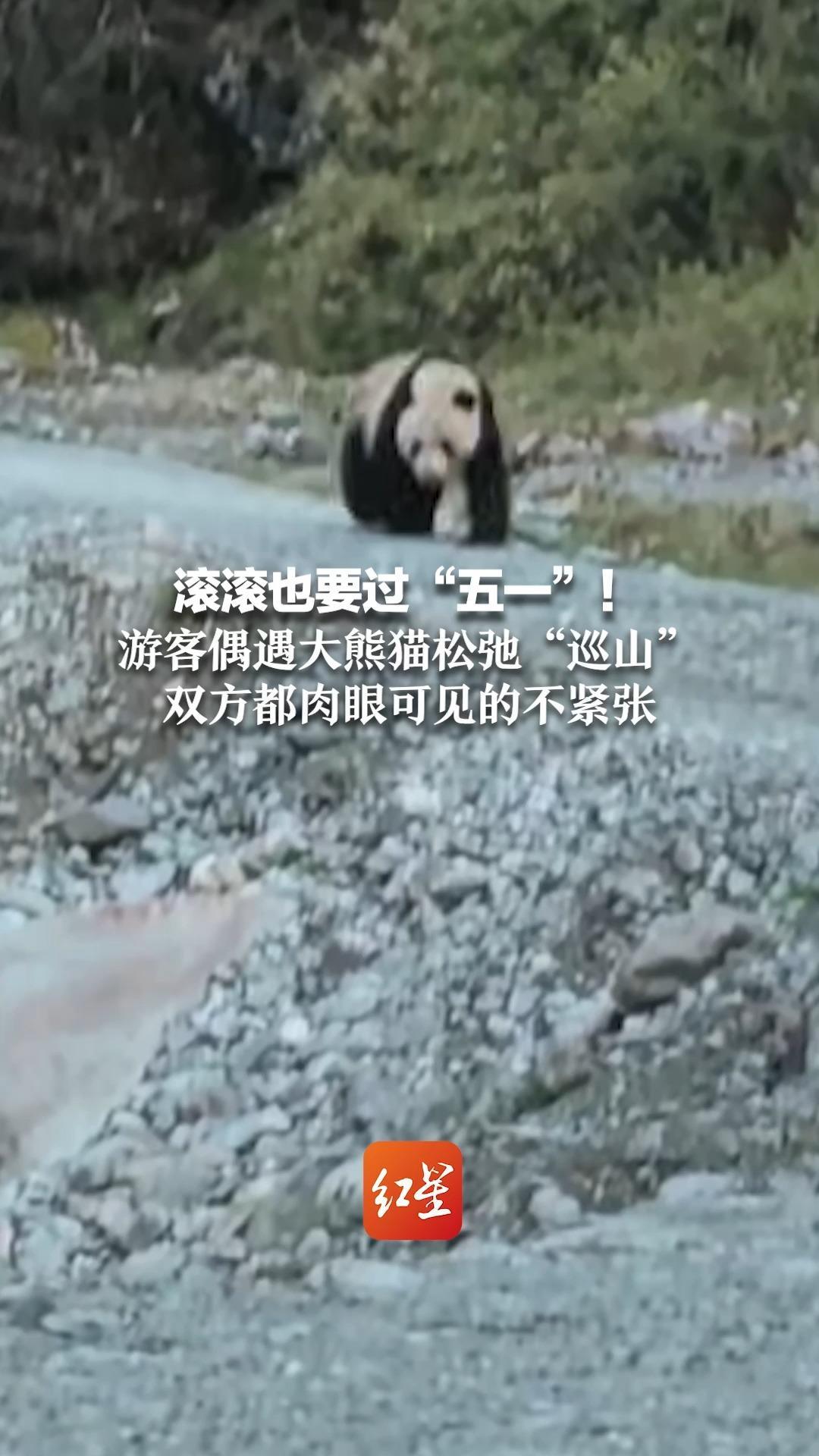滚滚也要过“五一”！游客偶遇大熊猫松弛“巡山”双方都肉眼可见的不紧张