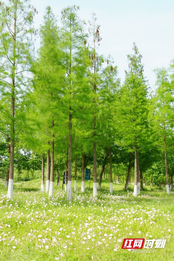 层层叠叠的粉色花海与葱郁绿树构成一幅绝美的暮春画卷。