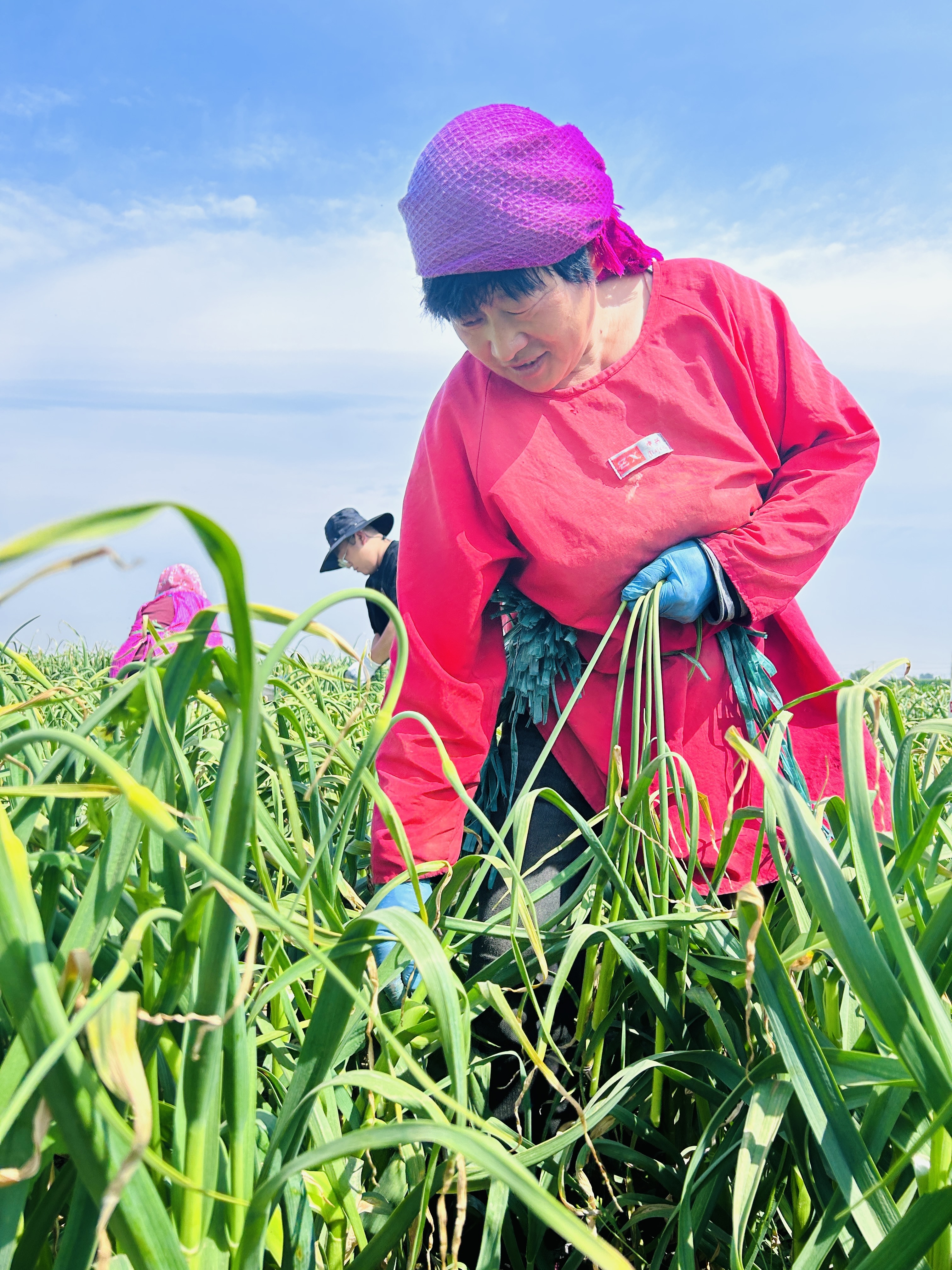 青岛平度：6万亩蒜薹陆续上市 田间地头产销两旺