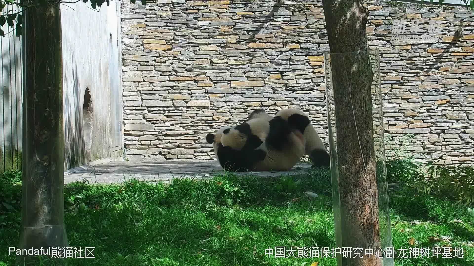 四川：大熊猫享受惬意“熊”生