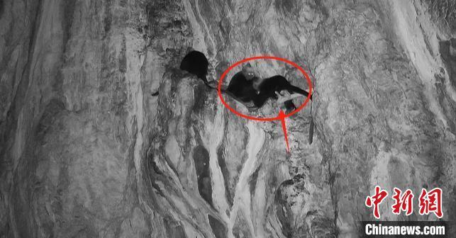 图为白头叶猴生下小猴后,在托着小猴。(监控视频截图)