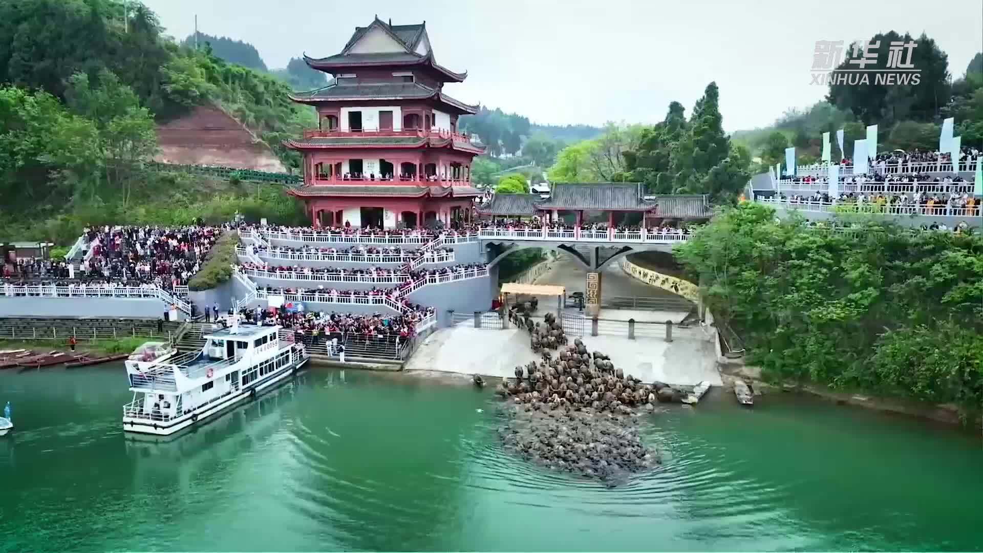 四川蓬安上演“百牛渡江”景观