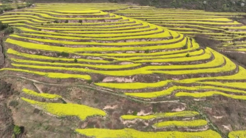 治愈！油菜花田里种出字　每一笔都是大地的情书