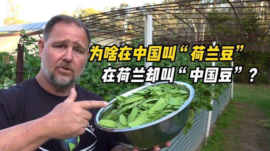 为什么荷兰豆在中国叫“荷兰豆”，但在荷兰反而叫“中国豆”？