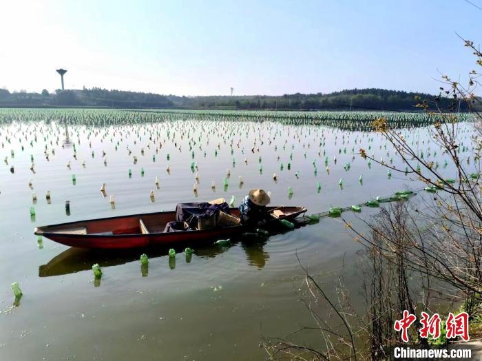 图为江西省上饶市万年县湖云乡塔港村鱼蚌共生珍珠养殖基地内，蚌农在打捞珍珠蚌。　万年县委宣传部供图