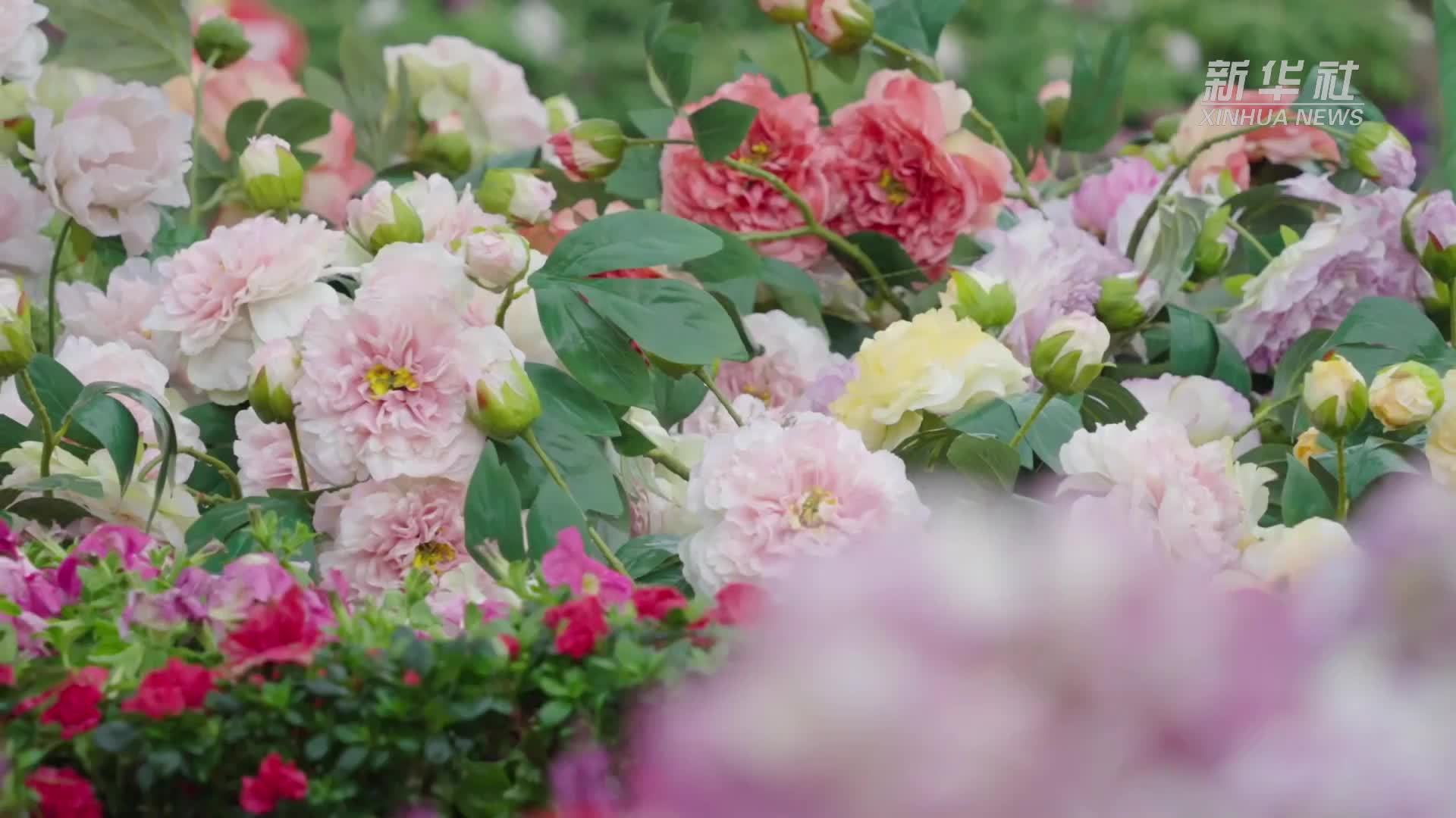 南岳牡丹花展：游客体验唐风浪漫