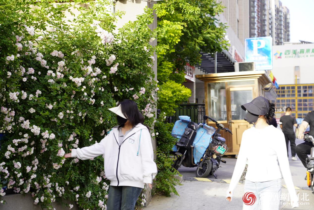 赏花的市民