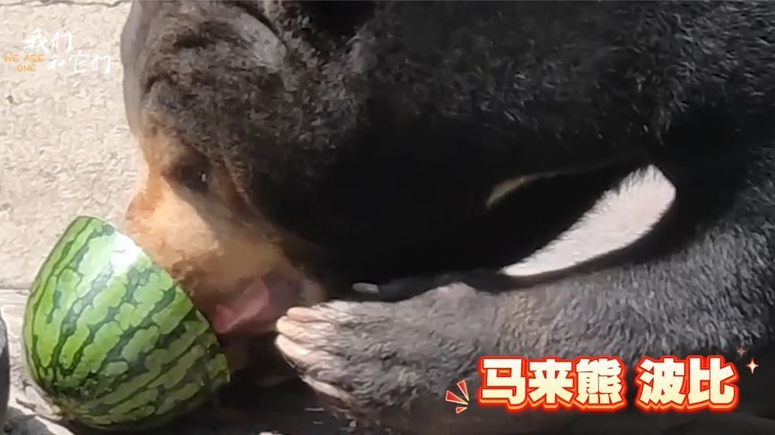 网红女熊“波比”神爪功：挖完水泥地又闯美食圈 吃西瓜、剥椰子…