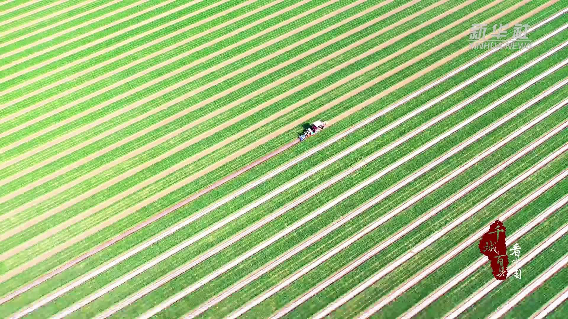 千城百县看中国｜山东广饶：探索种植新模式 开辟增收新路径