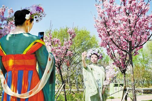 3月30日，游客在衡水湖樱花岛游玩。