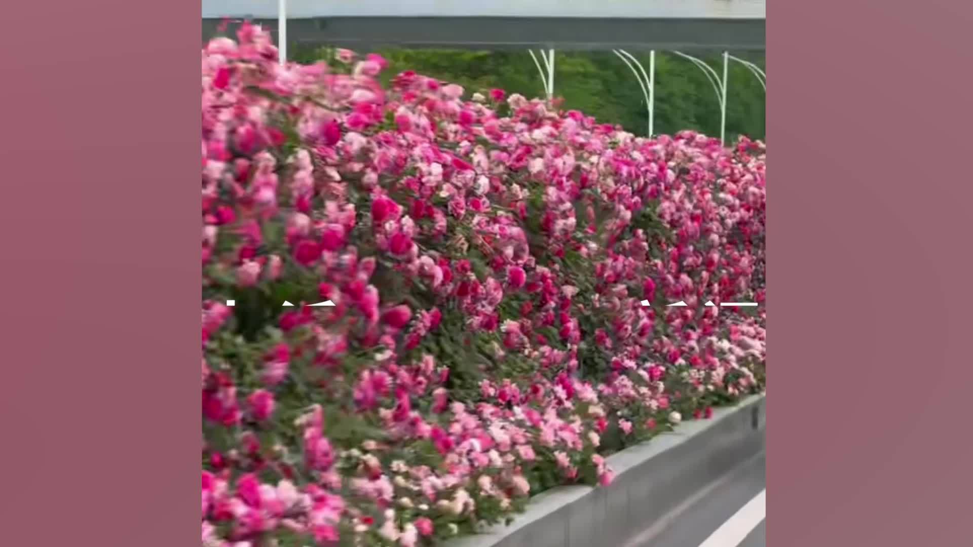 网友评价“最美花路让几分钟车程封神”，园林局：月季会开到五月中旬，不建议路边拍照