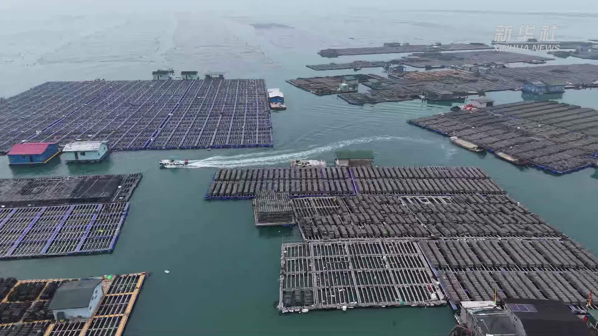 福建连江：海参迎来丰收季