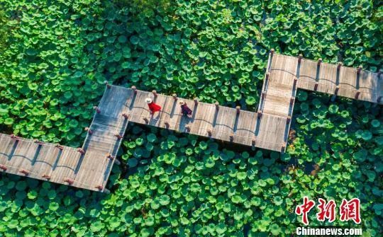 游客在滕州微山湖红荷湿地穿行，如入画中。滕州微山湖红荷湿地供图