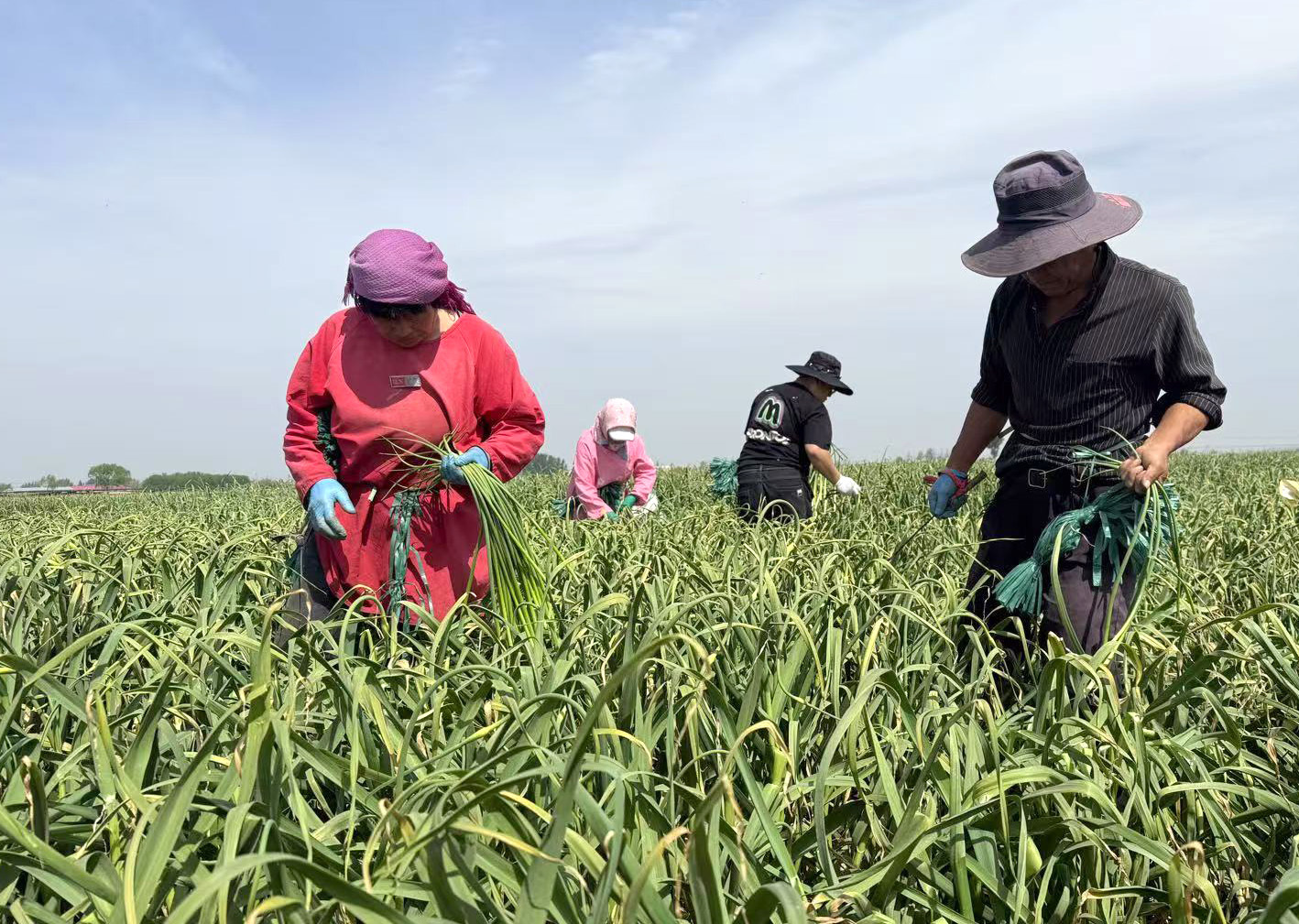 青岛平度：6万亩蒜薹陆续上市 田间地头产销两旺