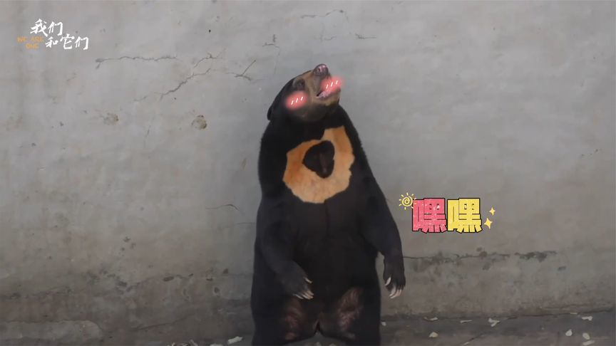 到天津见识真正的“熊孩子”，顶流女熊“波比”靠挖水泥地出圈