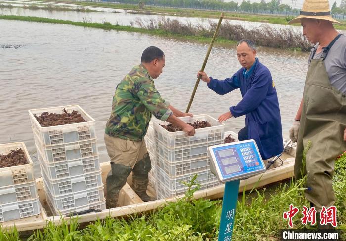 图为江西省南昌市南昌县蒋巷镇山尾村稻虾种养基地内，虾农正在捕虾。　南昌县融媒体中心供图