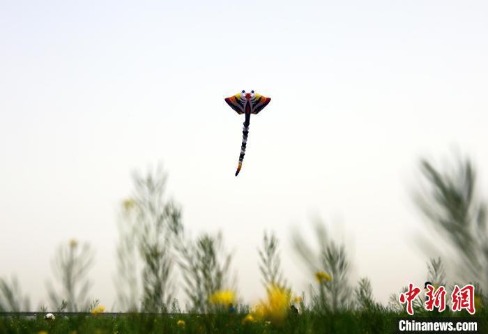 图为天空中“鳐鱼”造型风筝翩翩起舞。张凯 摄