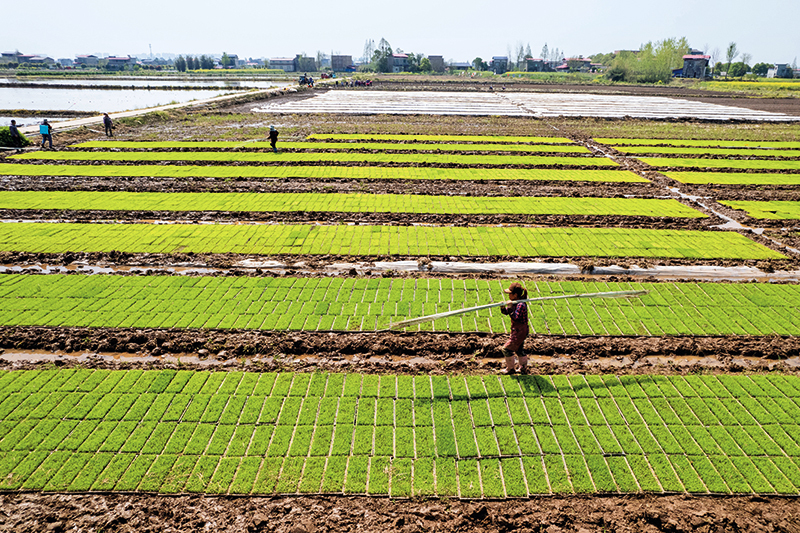 在湖南省益阳市南县浪拔湖镇集中育秧中心,村民在秧田里劳作(2025年4月2日摄) 陈思汗摄 / 本刊