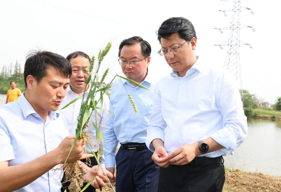 王进健在邗江区杨寿镇小麦生产抗旱作业点调研