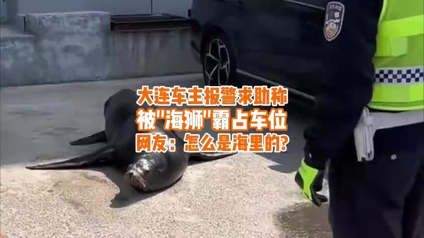 车位被“海狮”霸占，车主报警求助，结果海狮竟是海里的？