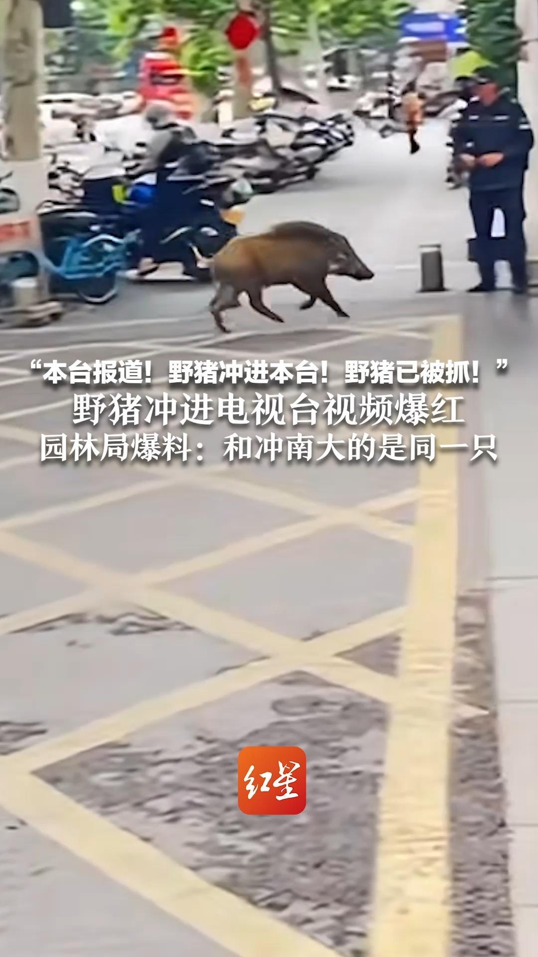 “本台报道！野猪冲进本台！野猪已被抓！”野猪冲进电视台视频爆红 园林局爆料：和冲南大的是同一只