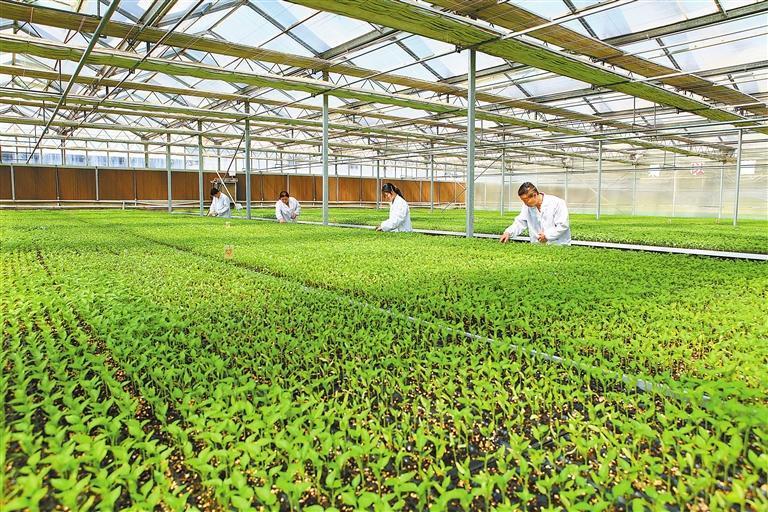 近日，嘉峪关宝能农业科技有限责任公司工作人员查看辣椒苗长势。新甘肃&middot;甘肃日报通讯员　马玉福