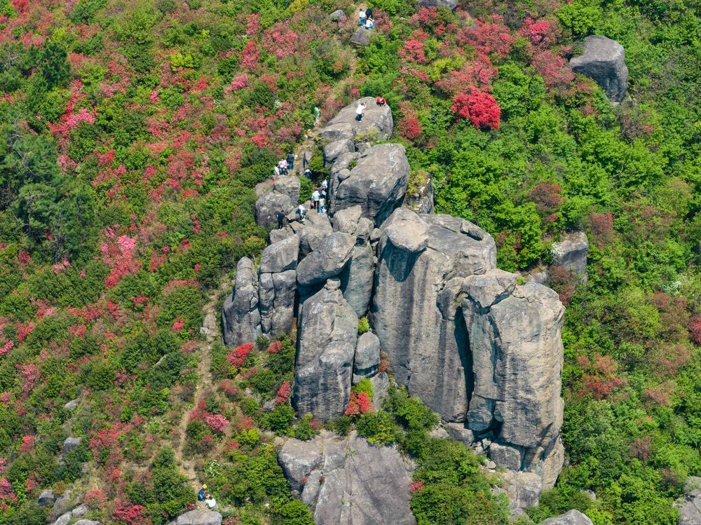 丰城：岭上开满映山红（图）