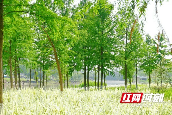 河岸绿树葱茏、静谧美好，是绝佳的休闲好去处。