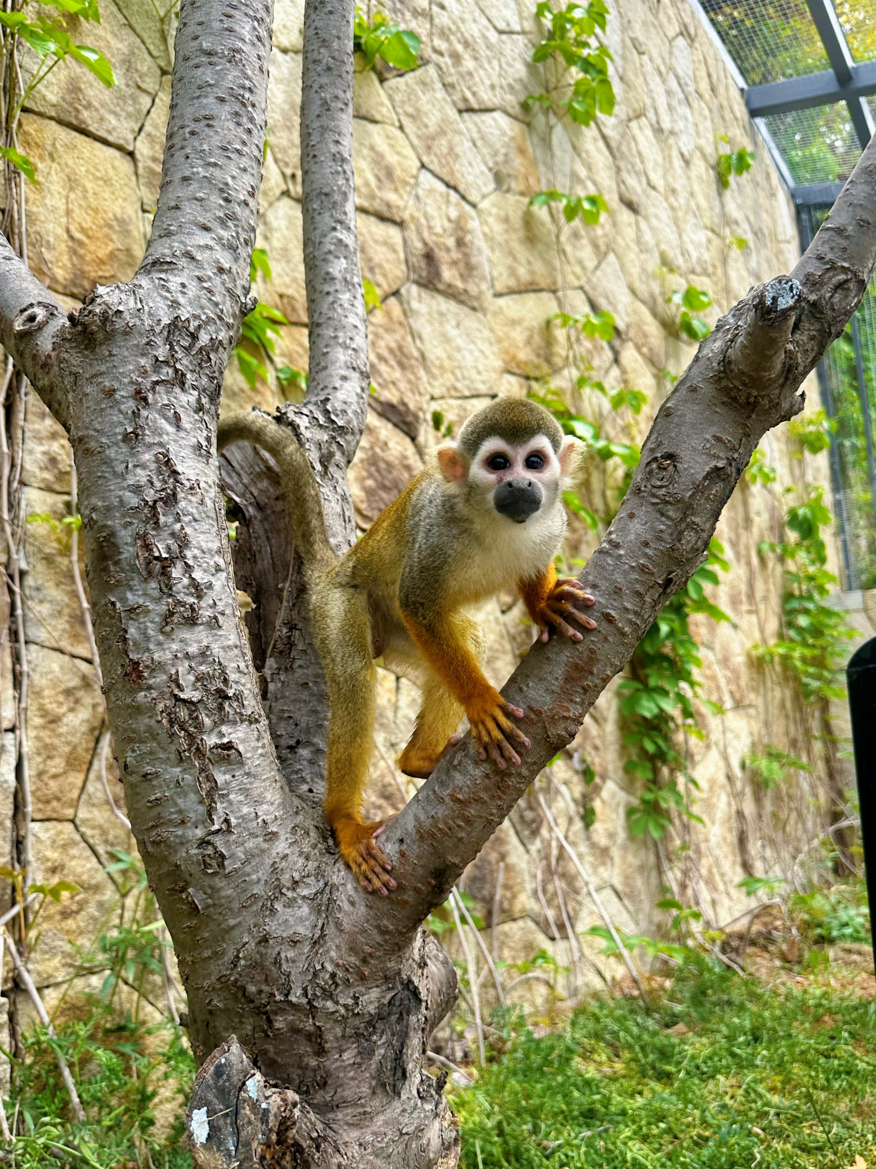 “五一”假期青岛世博园“趣”玩指南！ 绝美芝樱花海+萌宠互动+植物探秘…即刻出发！