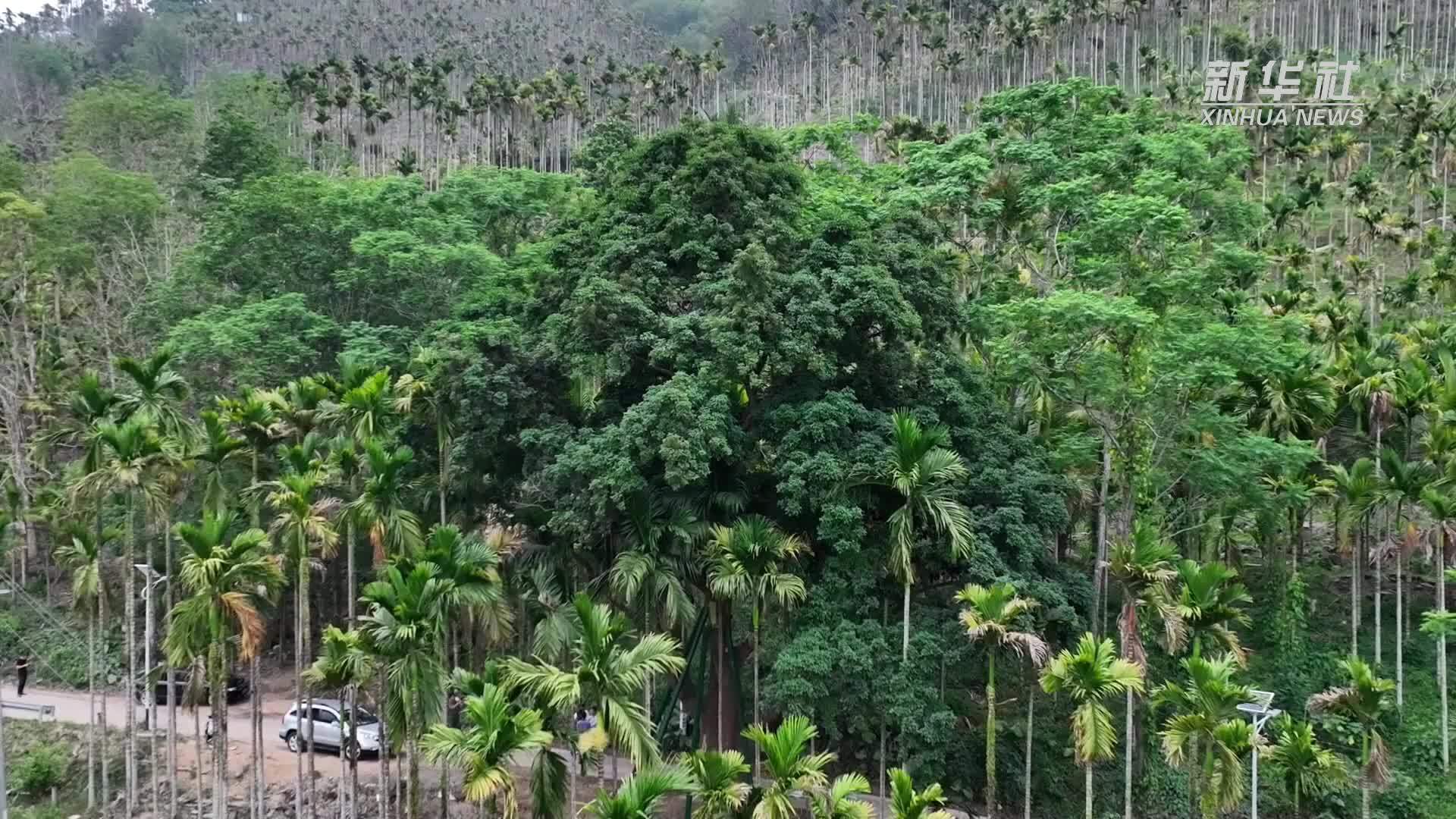 海南保亭：撑起古树名木“保护伞”守住绿色“活化石”