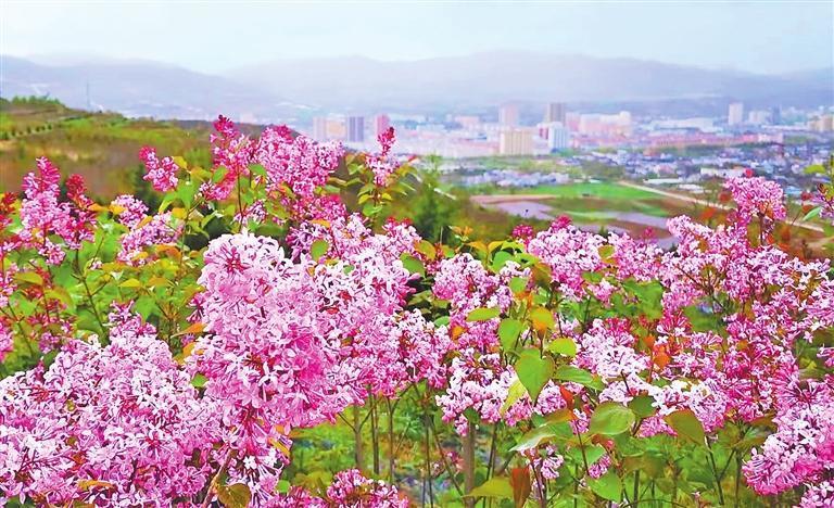 丁香花开　新甘肃·甘肃日报通讯员　王美哲