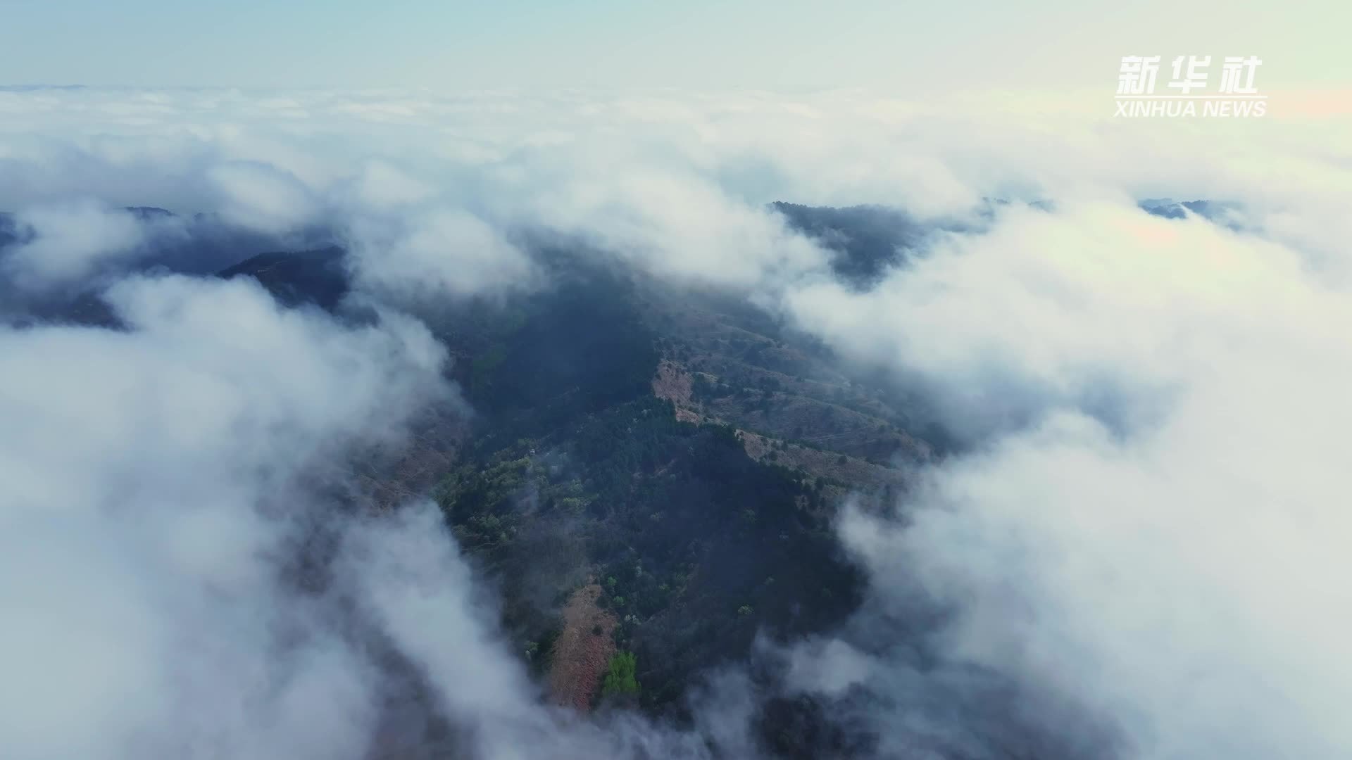 山西长治：苍鹭筑巢繁衍添生机