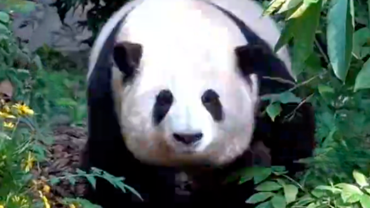 不愧是顶流花花！成都熊猫基地五一热情爆棚，园区采用单循环观赏模式