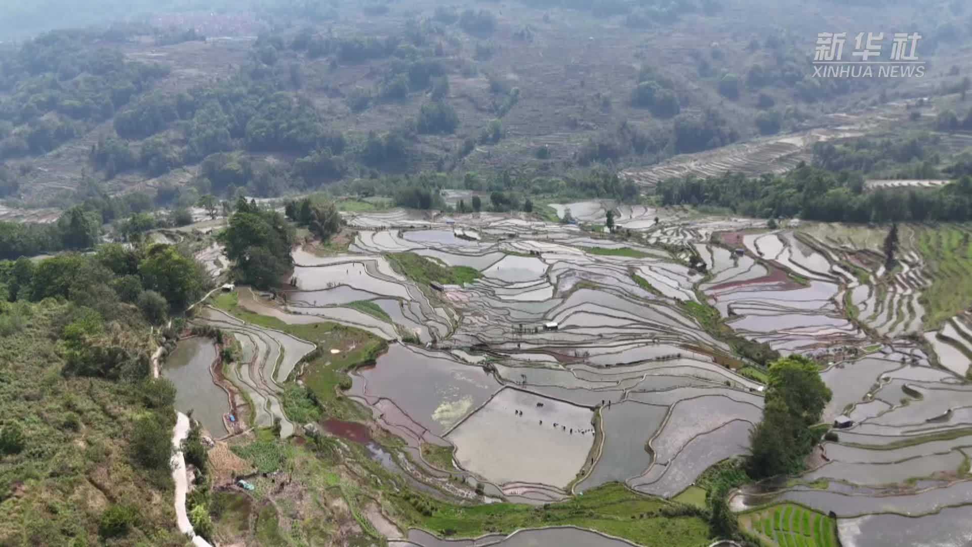 云南元阳：万亩梯田插秧正当时