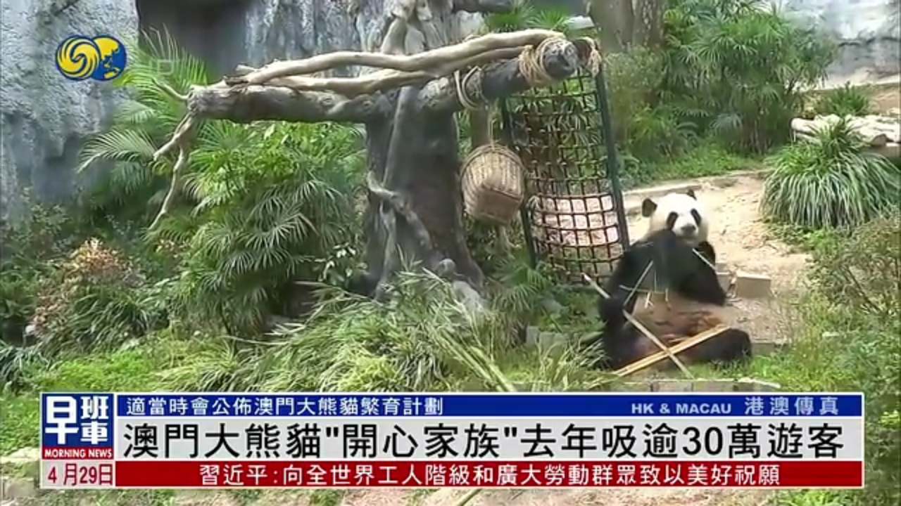 澳门大熊猫“开心家族”2024年吸逾30万游客