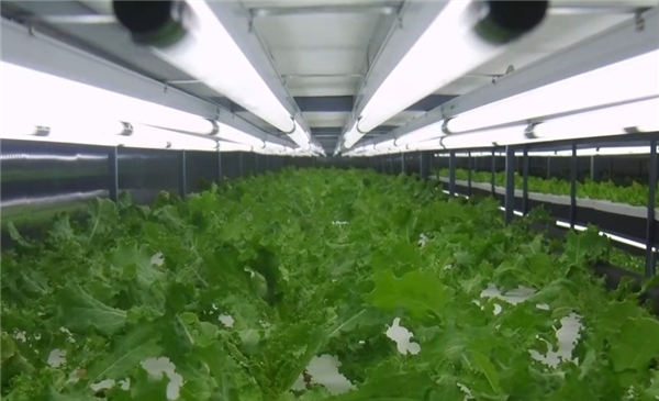 让沙漠成沃土!科学家z轴种菜产量翻100倍