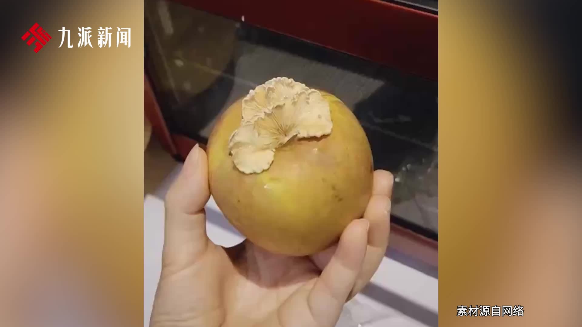 女子荷花缸长出羊肚菌研究所“千里求菌”：可遇不可求，越是反常越有科研潜力