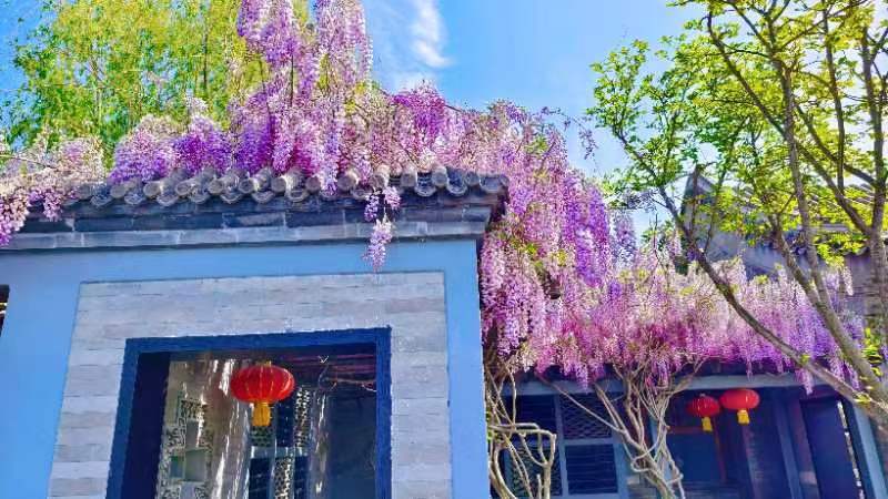 “五一”假期青岛世博园“趣”玩指南！ 绝美芝樱花海+萌宠互动+植物探秘…即刻出发！