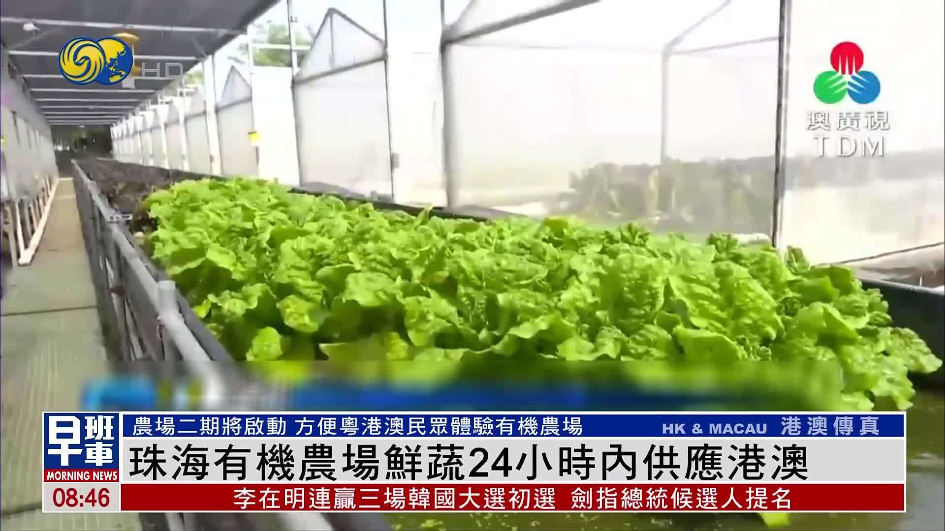 珠海有机农场鲜蔬24小时内供应港澳